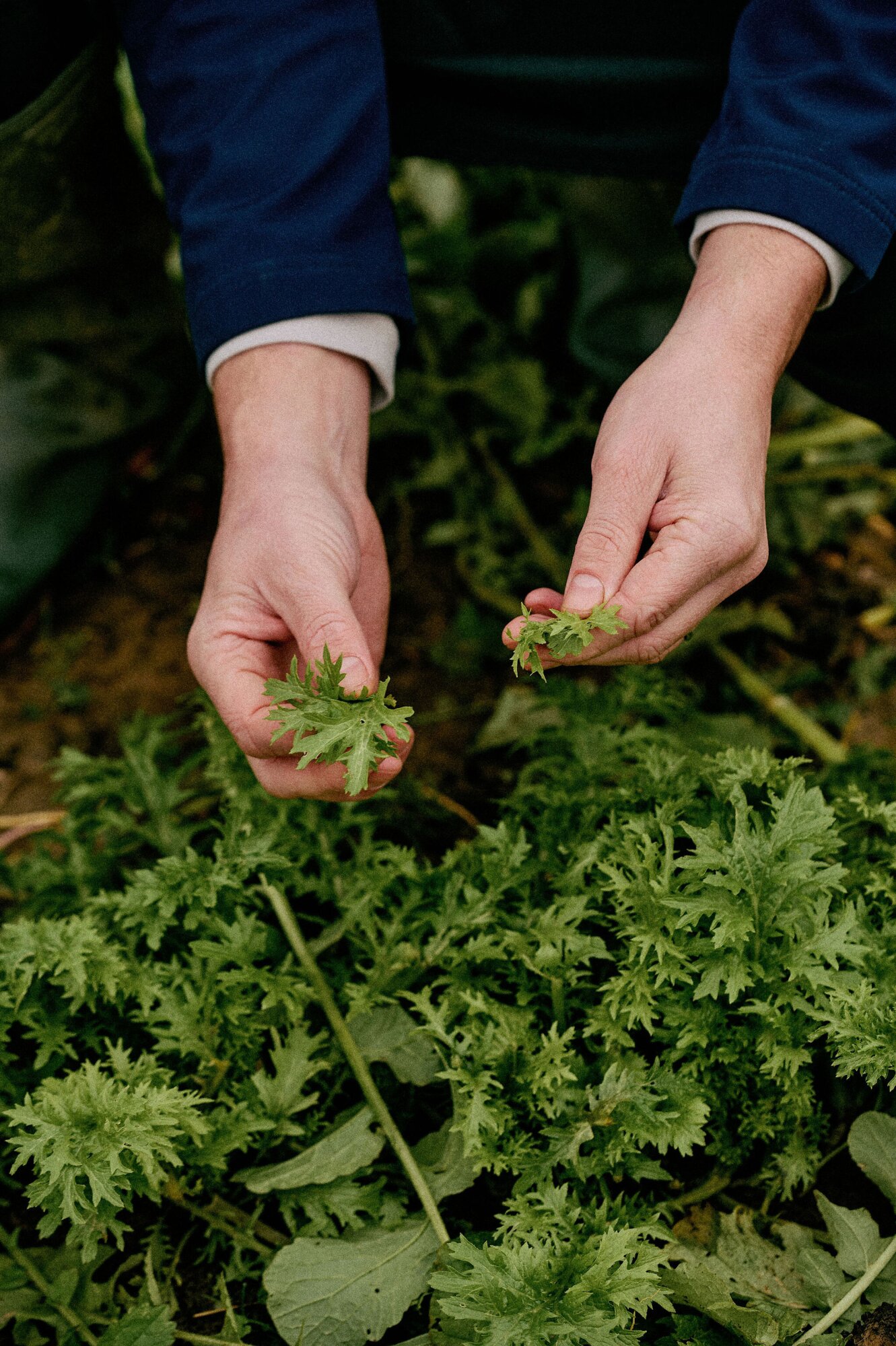 WIJland Château St. Gerlach.