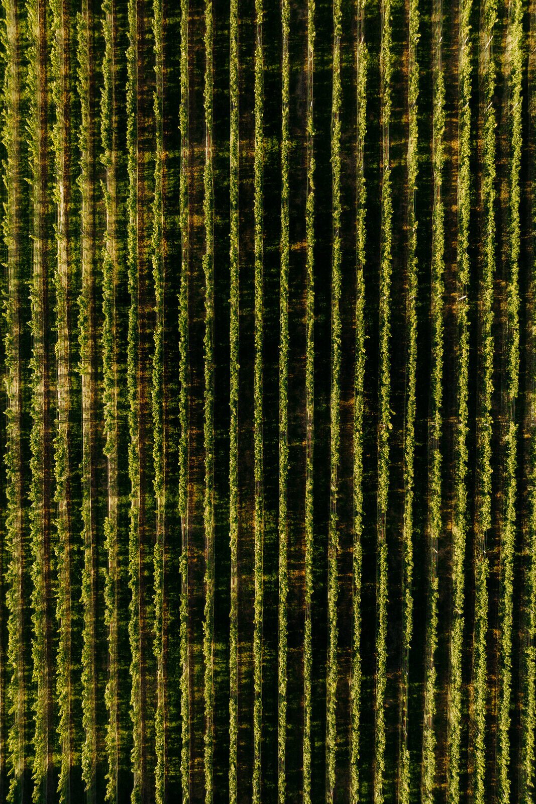 WIJland | Château St. Gerlach.