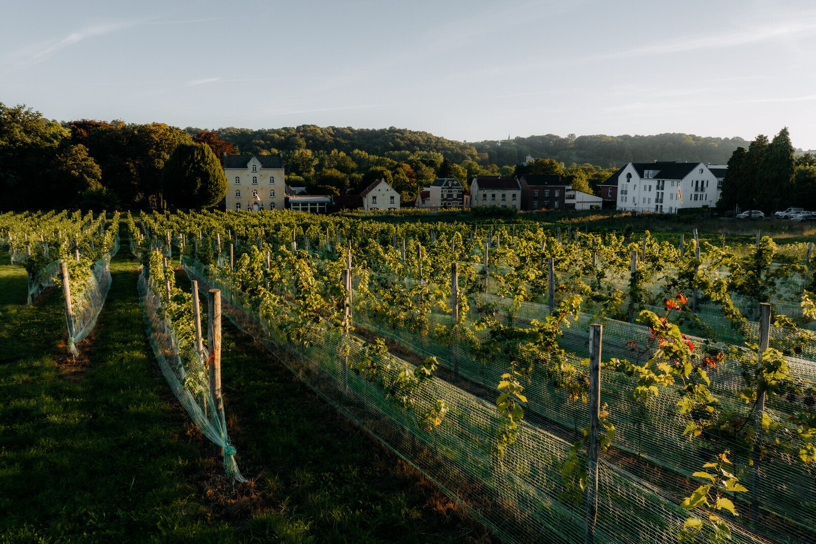 Wijngaard | Château St. Gerlach.
