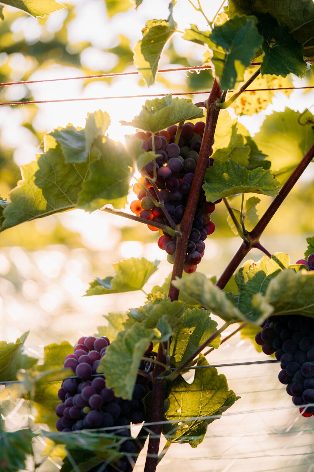 Wijnrank | Château St. Gerlach.