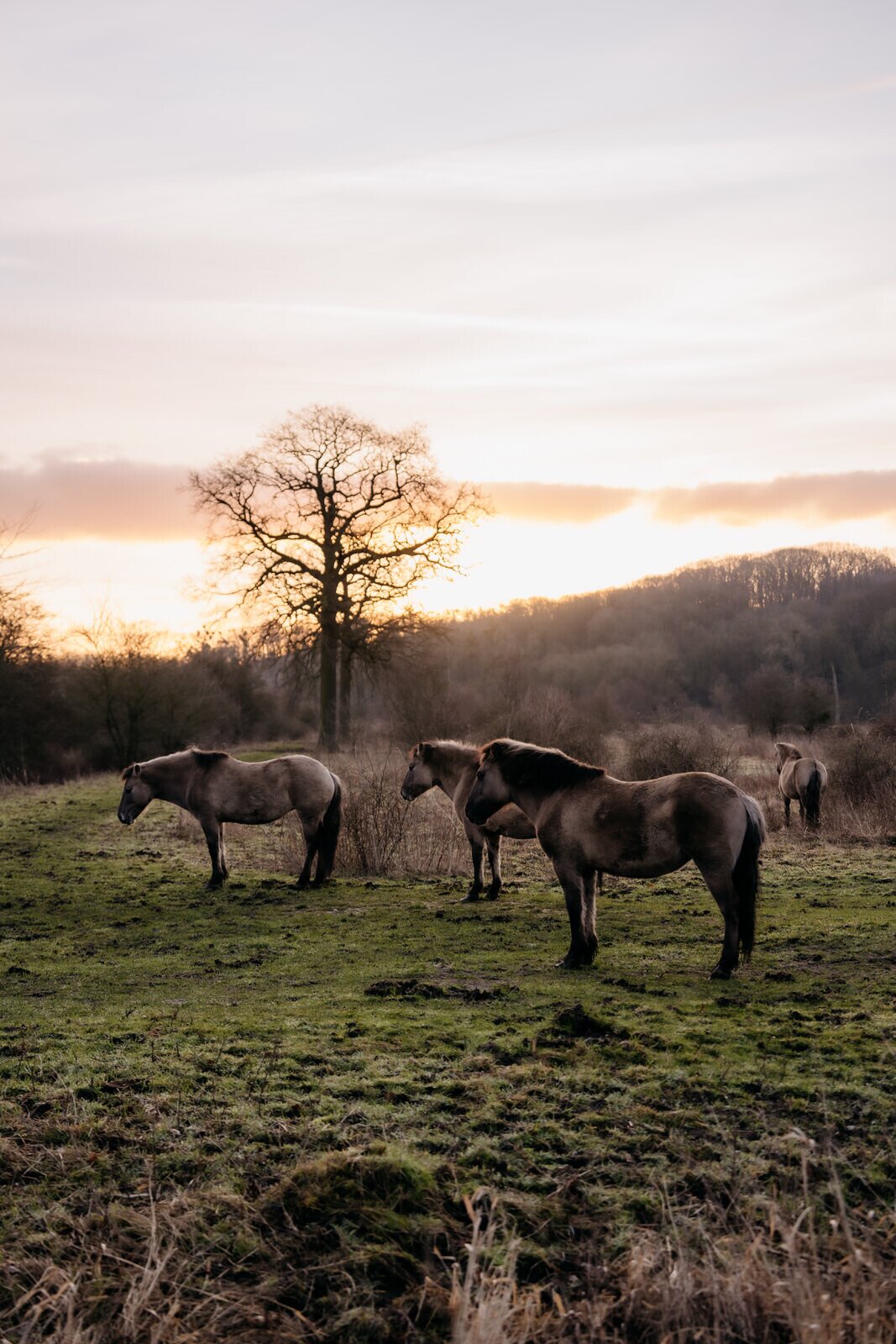Ingendael Château St. Gerlach.